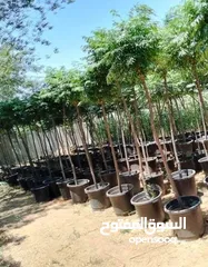  21 مشاتل المملكة الزراعية لتنسيق الحدائق