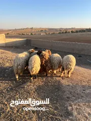  7 7 قراقير اوزان من 55 ل 65