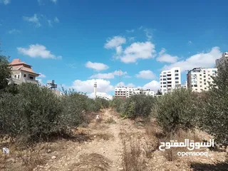  5 ارض دائره السير