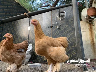  13 دجاج براهما تربايه منزل  