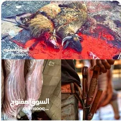  2 ذبح اضاحي في رصيفه وزرقاء في المنازل