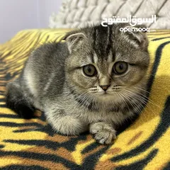  1 قطط سكوتش فولد ذكر وانثى