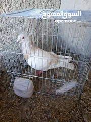  11 حمام للبيع