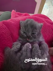  6 أنثى شانشيلا للبيع ...عمر شهر وونص الموقع الزرقاء الجديدة