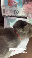  2 قطة شيرازي (بيلا) للتبني عمرها سنتين ومعها دفتر طعوم