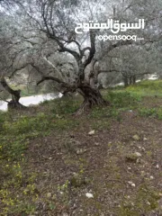  26 القبة الذهبية  اراضي بلعا دير الغصون