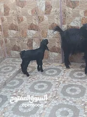  5 عنز شامي نخب اول وراها جدي شامي