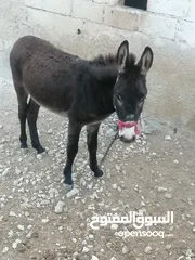  2 جحش عمرو سنه ونص طابع مع الغنم