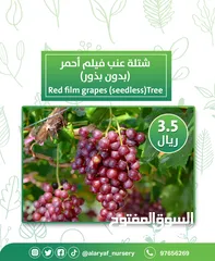  1 شتلات وأشجار العنب النادرة من مشتل الأرياف أسعار منافسة الأفضل في السوق   انگور  Grapes