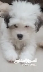  3 Maltese puppy