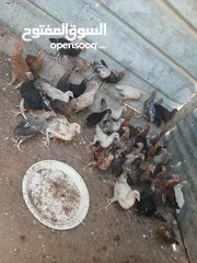  2 45 حبه بلديات فراخ ترقيد مش فقاسة وعلفهن شعير ونخاله حبات مقنوي صحه ونضافه صلاة النبي