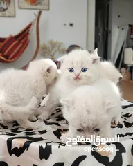  9 Scottish Fold 2 months / سكوتش فولد/ العمر شهرين