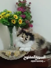  4 قطة شيرازي للتبني بداعي السفر
