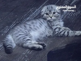  4 ذكر سكوتش دبل فولد للبيع(للجادين)