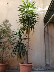  3 شجر زينة حجم كبير