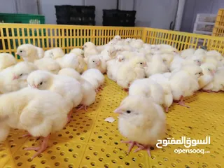  4 1day chicks صیانت الحم