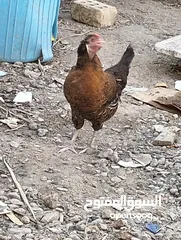  9 دجاج للبيع سعر زوج 30