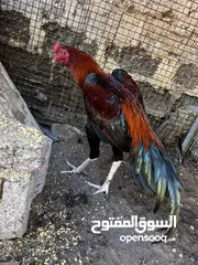  2 ديك باكستاني سندي