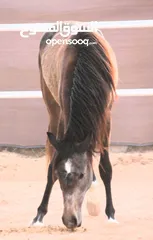  5 Very beautiful stallion  playfull and friendly .