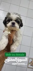  4 shih tzu male and females  47 days