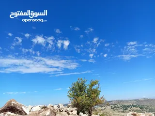  6 مزرعه للبيع في جرش سوف منطقه الظهره الشماليه