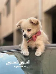  2 كلب بومرينيان