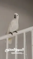  2 Cockatoo Parrot