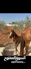  4 فرس  وراها مهر عربي