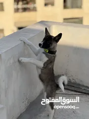  2 كلبة اكيتا عمر 3 شهور مطعمة ومعها دفتر