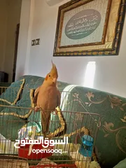  2 عصفور كوكتيل عمره من 3-5 اشهر مو مبين ذكر ولا انثى