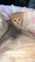  2 2 قطط كتنز مع امهم مرضعه
