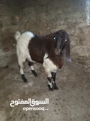  1 ثني حركي كل جال حبه