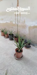 2 صبار الالوفيرا حجم كبير Aloe vera / الوفيرا / ألوفيرا مزهر عمر 3 إلى 4 سنوات
