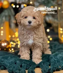  1 جراء مالتيبو Maltipoo مستوى عالمي