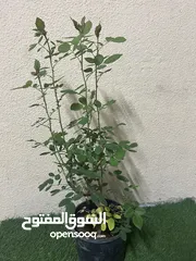  2 ورد سوري احمر جميل اشجار كبيرة و جاهزة للتزهير رائحة الورد جميلة كثيرا و يتوفر خدمة التوصيل