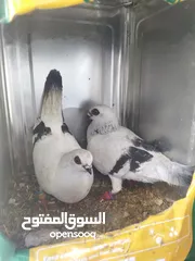  16 جواز بسعر مغري