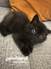  7 قطط سكوتش فولد للبيع