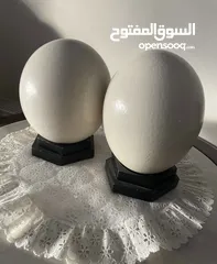  3 بيض نعام اصلي فارغ  empty ostrich egg original