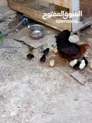  1 دجاجه مع صيصانها