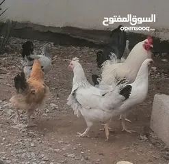  5 دجاج عماني كوشن