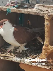  11 حمام شيرازي للبيع بالوان جميله