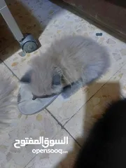  11 قطة أنثى (كتنز )نوع هملايا للبيع