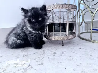  2 ‏Turkish Angora