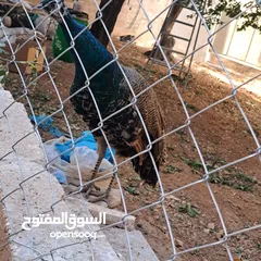  8 ذكر طاوؤس هندي للبيع