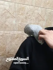  2 طير كاسكو خارق