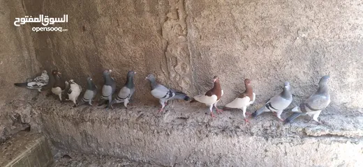 1 حمام جواز شغال