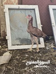  9 دجاج باكستاني