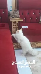  4 قطة شيرازيه حنونه للبيع