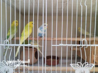  2 Budgie pairs بادجي عمر سنه