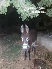 1 كره  للبيع قطعه نضيفه